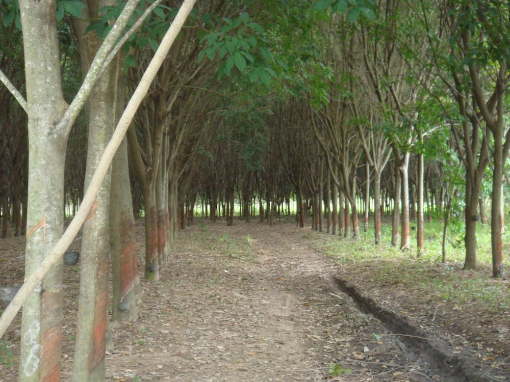 плантация каучукового дерева